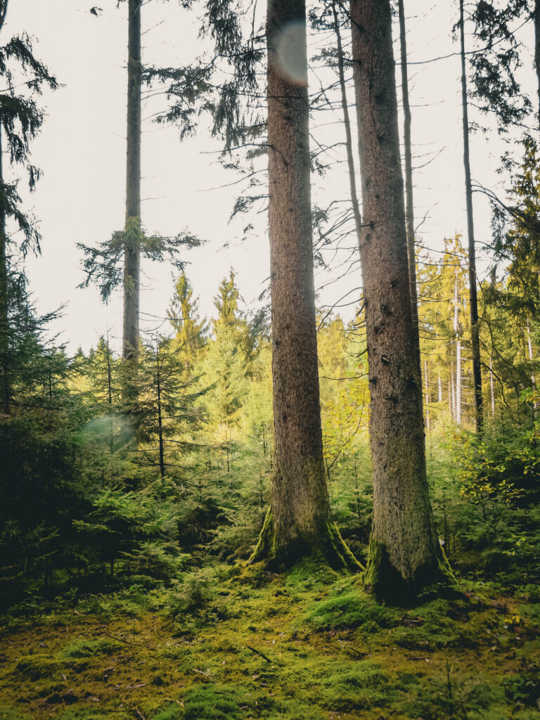 Der Wald als Kraftquelle“ Foto B. Zimmer