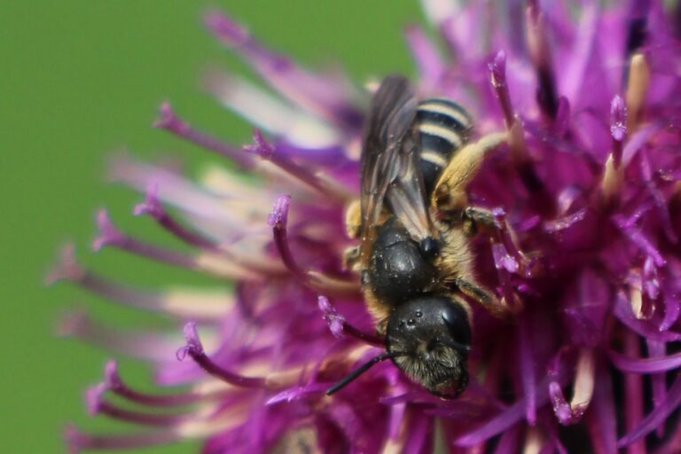 Wildbiene