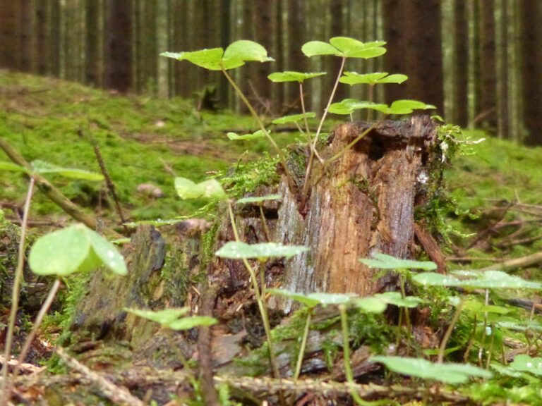 Totholz im Wandel, Foto B. Zimmer